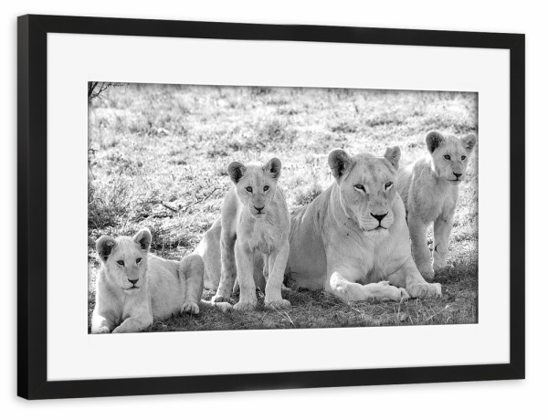 Poster mit Rahmen schwarz "Löwen Mutter mit Kleinen sw 275" artboxONE - Natur,Tiere,Schwarzweiß,Reise / Afrika