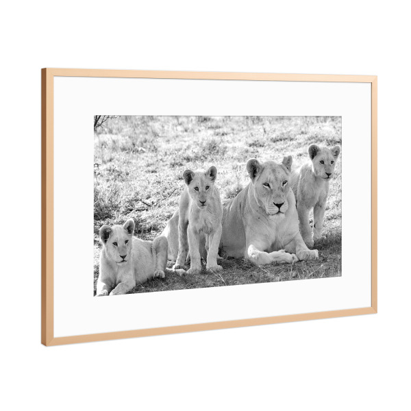 Poster mit Rahmen Kupfer "Löwen Mutter mit Kleinen sw 275" artboxONE - Natur,Tiere,Schwarzweiß,Reise / Afrika