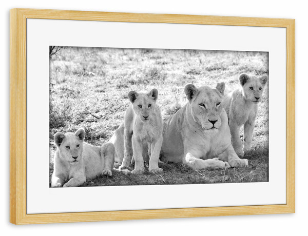 Poster mit Rahmen kiefer "Löwen Mutter mit Kleinen sw 275" artboxONE - Natur,Tiere,Schwarzweiß,Reise / Afrika