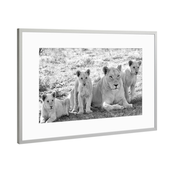 Poster mit Rahmen Silber "Löwen Mutter mit Kleinen sw 275" artboxONE - Natur,Tiere,Schwarzweiß,Reise / Afrika