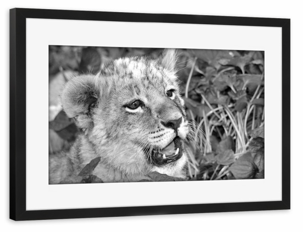 Poster mit Rahmen schwarz "Löwen Baby Portrait sw A 0811119" artboxONE - Natur,Tiere,Schwarzweiß,Reise / Afrika