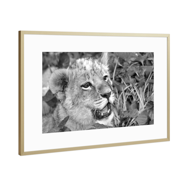 Poster mit Rahmen Gold "Löwen Baby Portrait sw A 0811119" artboxONE - Natur,Tiere,Schwarzweiß,Reise / Afrika