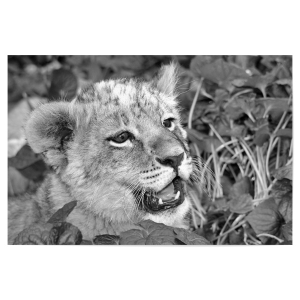 Poster "Löwen Baby Portrait sw A 0811119" artboxONE - Natur,Tiere,Schwarzweiß,Reise / Afrika