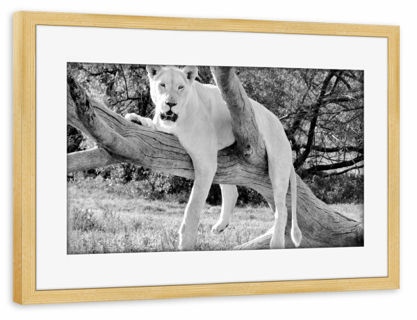 Poster mit Rahmen kiefer "Lion relaxed sw 1010072" artboxONE - Natur,Tiere,Schwarzweiß,Reise / Afrika