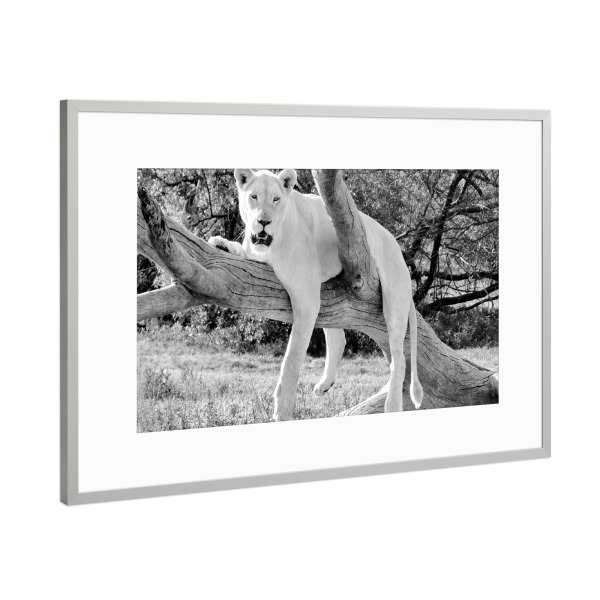 Poster mit Rahmen Silber "Lion relaxed sw 1010072" artboxONE - Natur,Tiere,Schwarzweiß,Reise / Afrika