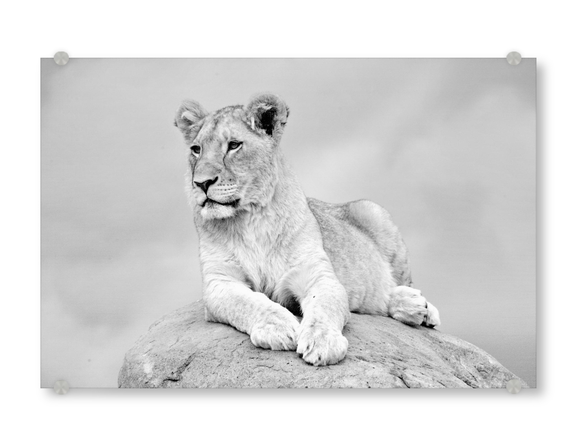 Acrylglasbild "Lion on the Rock sw 2330" artboxONE - Natur,Tiere,Schwarzweiß,Reise / Afrika