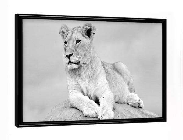 Poster mit schwarzem Rahmen "Lion on the Rock sw 2330" artboxONE - Natur,Tiere,Schwarzweiß,Reise / Afrika
