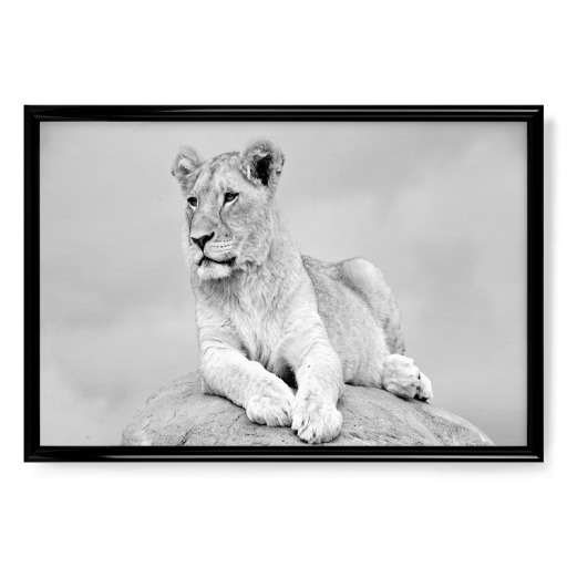 Lion on the Rock sw 2330