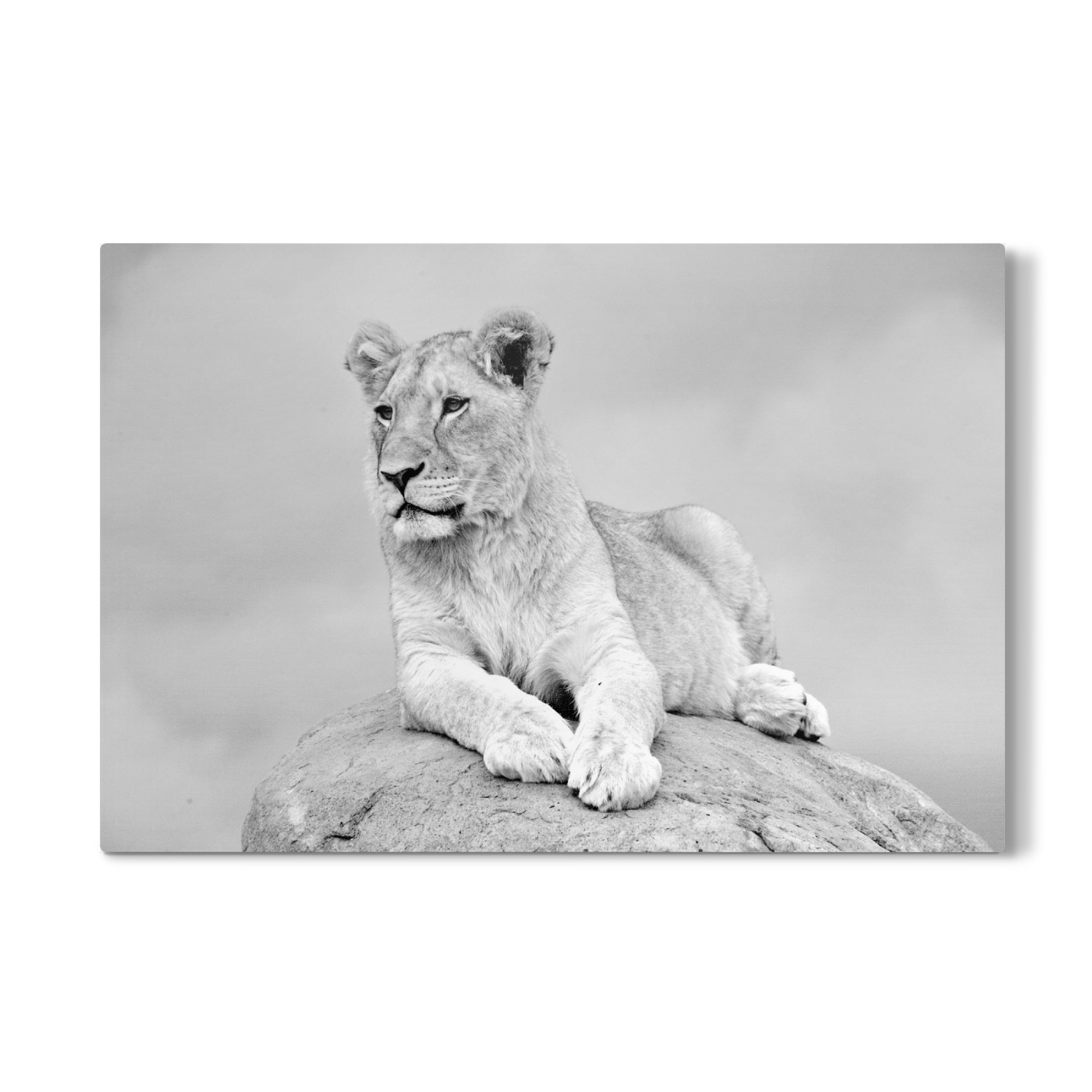 Galerie-Print "Lion on the Rock sw 2330" 30x20 cm artboxONE