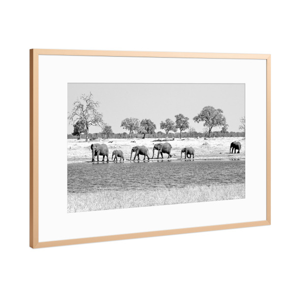 Poster mit Rahmen Kupfer "Elefanten in Arika 53" artboxONE - Natur,Tiere,Schwarzweiß,Reise / Afrika