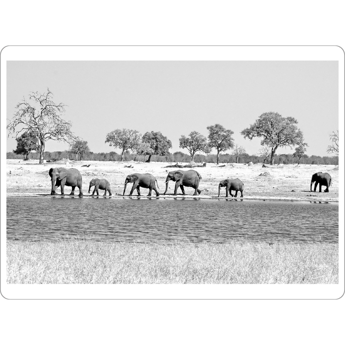 Tischset "Elefanten in Arika 53" artboxONE - Natur,Tiere,Schwarzweiß,Reise / Afrika