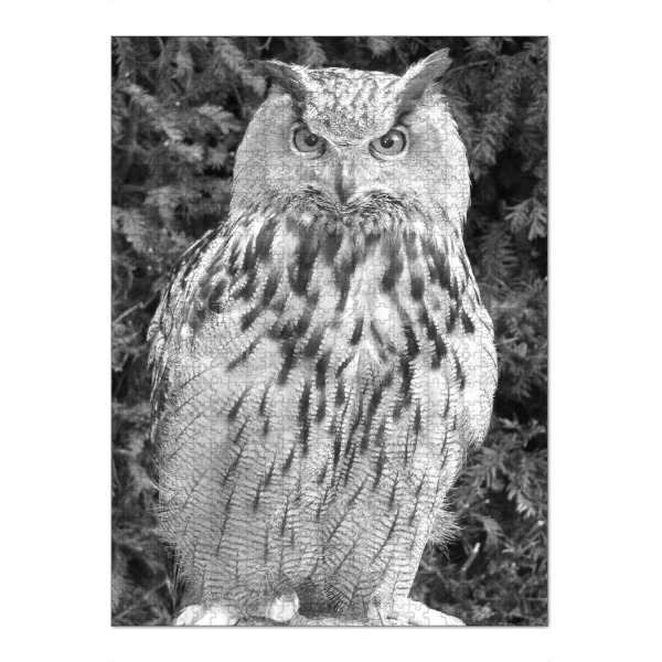 Puzzle Ravensburger "Eule sw 1817" artboxONE - Natur,Tiere,Schwarzweiß