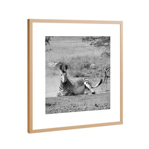Poster mit Rahmen Kupfer "Zebra im Sand sw 4090" artboxONE - Natur,Tiere,Schwarzweiß,Reise / Afrika