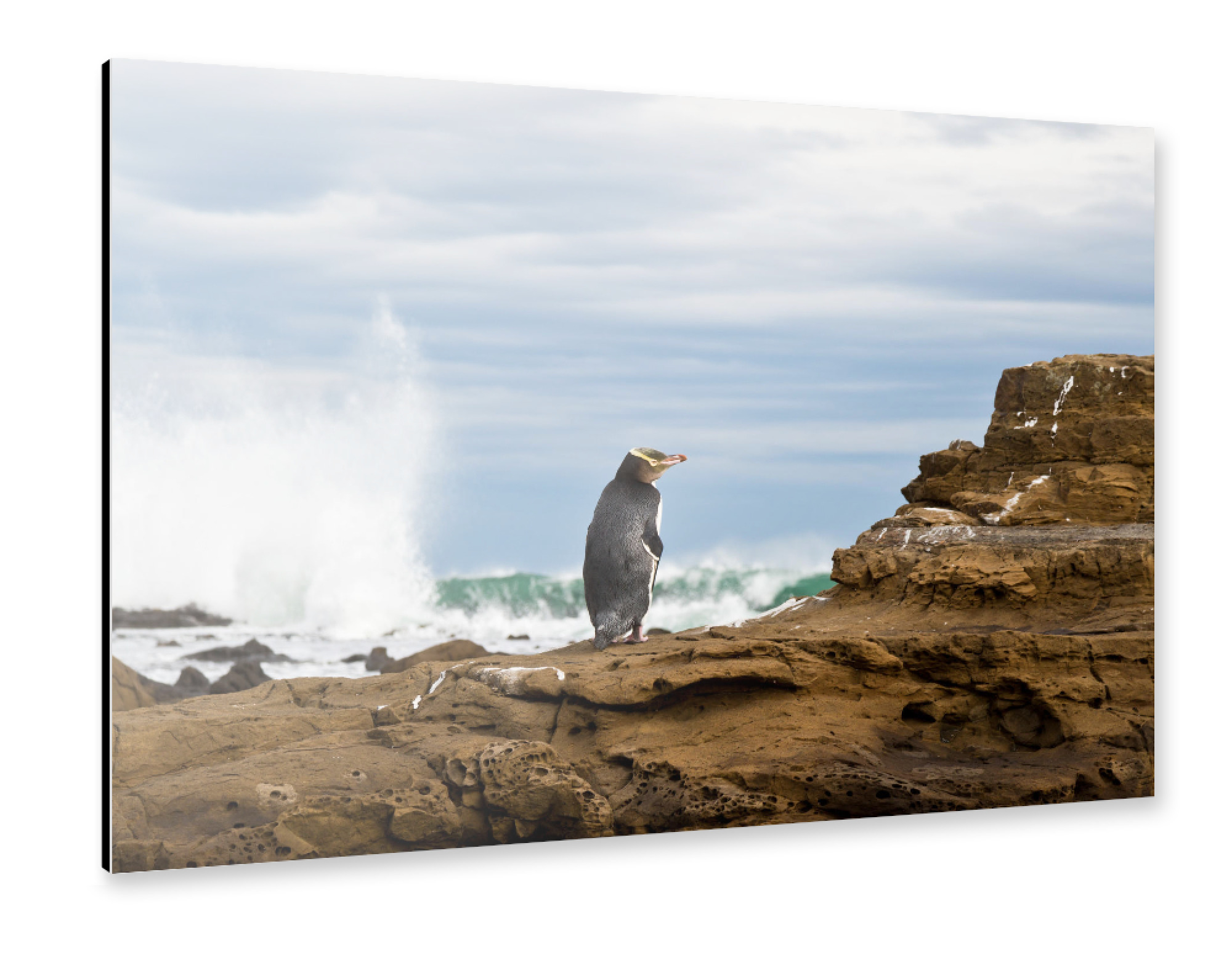 Alu-Dibond "Pinguin" 75x50 cm artboxONE