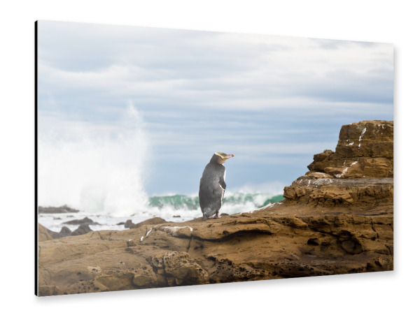 Alu-Dibond "Pinguin" 30x20 cm artboxONE