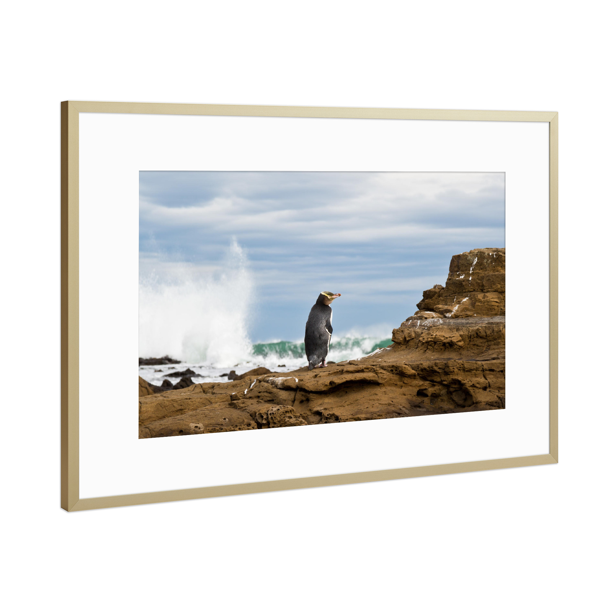 Poster mit Rahmen Gold "Pinguin" artboxONE - Natur,Tiere - Neuseeland,Meer,Küste,Pinguin,Tier,Wasser,Animal