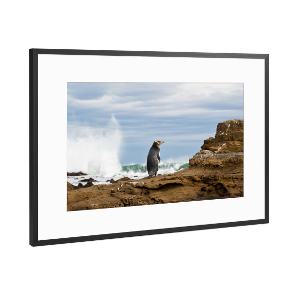 Poster mit Rahmen Schwarz (Metallic) "Pinguin" artboxONE - Natur,Tiere - Neuseeland,Meer,Küste,Pinguin,Tier,Wasser,Animal