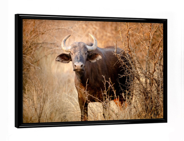 Poster mit schwarzem Rahmen "Junger Büffel" artboxONE - Natur,Reise,Tiere,Reise / Afrika - Buffalo,Büffel,Afrika,Safari,Wildlife,Portrait