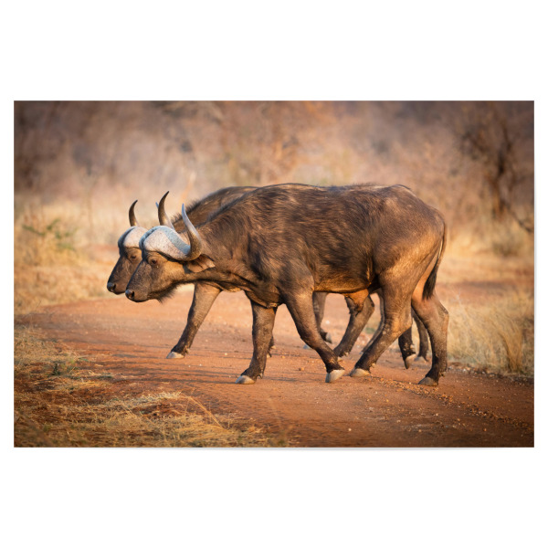 Poster "Buffalo crossing" artboxONE - Natur,Reise,Tiere,Reise / Afrika - Büffel,Büffel,Afrika,Safari,Tierwelt,Porträt