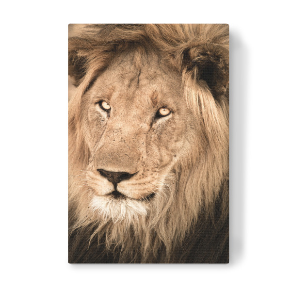 Leinwandbild "Hübscher Löwe" artboxONE - Natur,Reise,Tiere,Reise / Afrika - Löwe,Lion,Afrika,Safari,Wildlife,Portrait