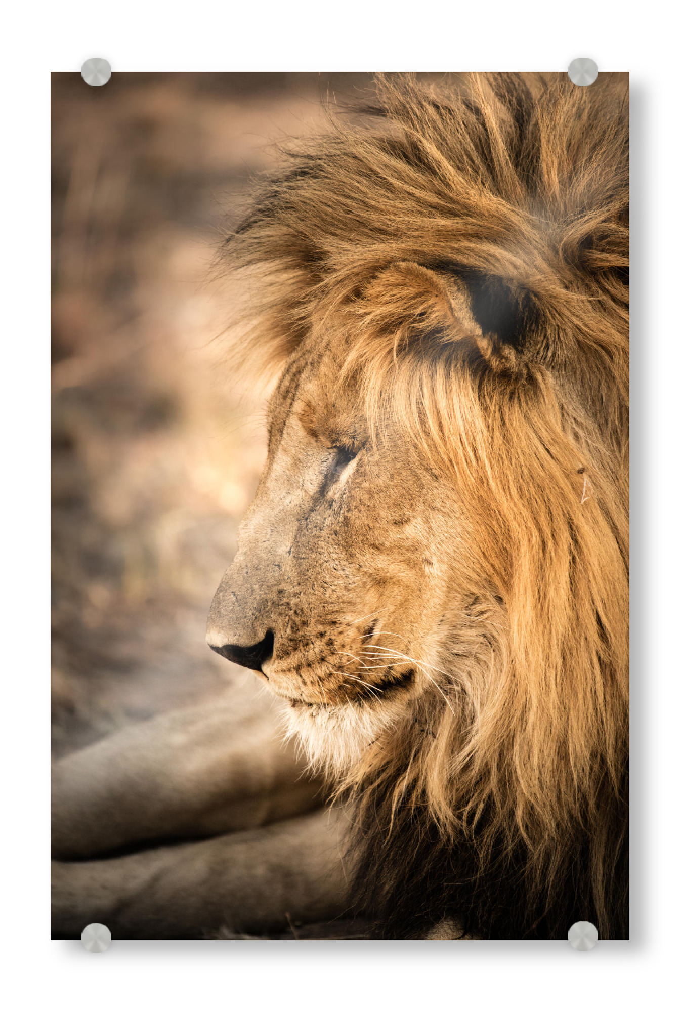 Acrylglasbild "Lion Portrait 3" artboxONE - Natur,Reise,Tiere,Reise / Afrika - Löwe,Lion,Afrika,Safari,Wildlife,Portrait