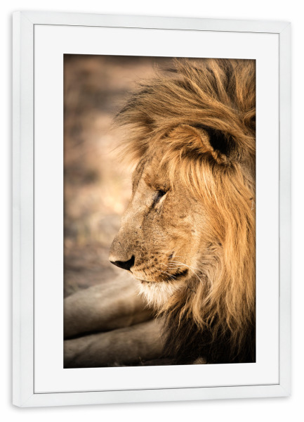 Poster mit Rahmen weiß "Lion Portrait 3" artboxONE - Natur,Reise,Tiere,Reise / Afrika - Löwe,Lion,Afrika,Safari,Wildlife,Portrait