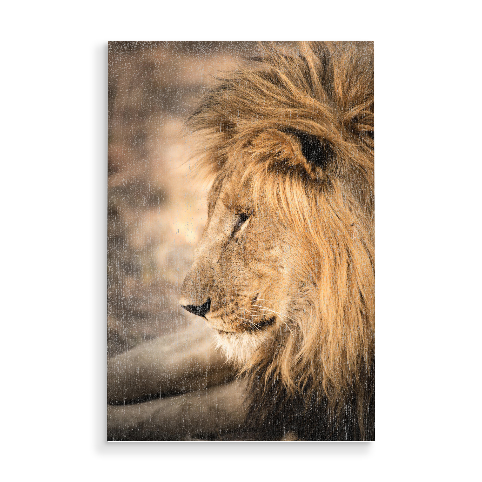 Holzbild "Lion Portrait 3" artboxONE - Natur,Reise,Tiere,Reise / Afrika - Löwe,Lion,Afrika,Safari,Wildlife,Portrait
