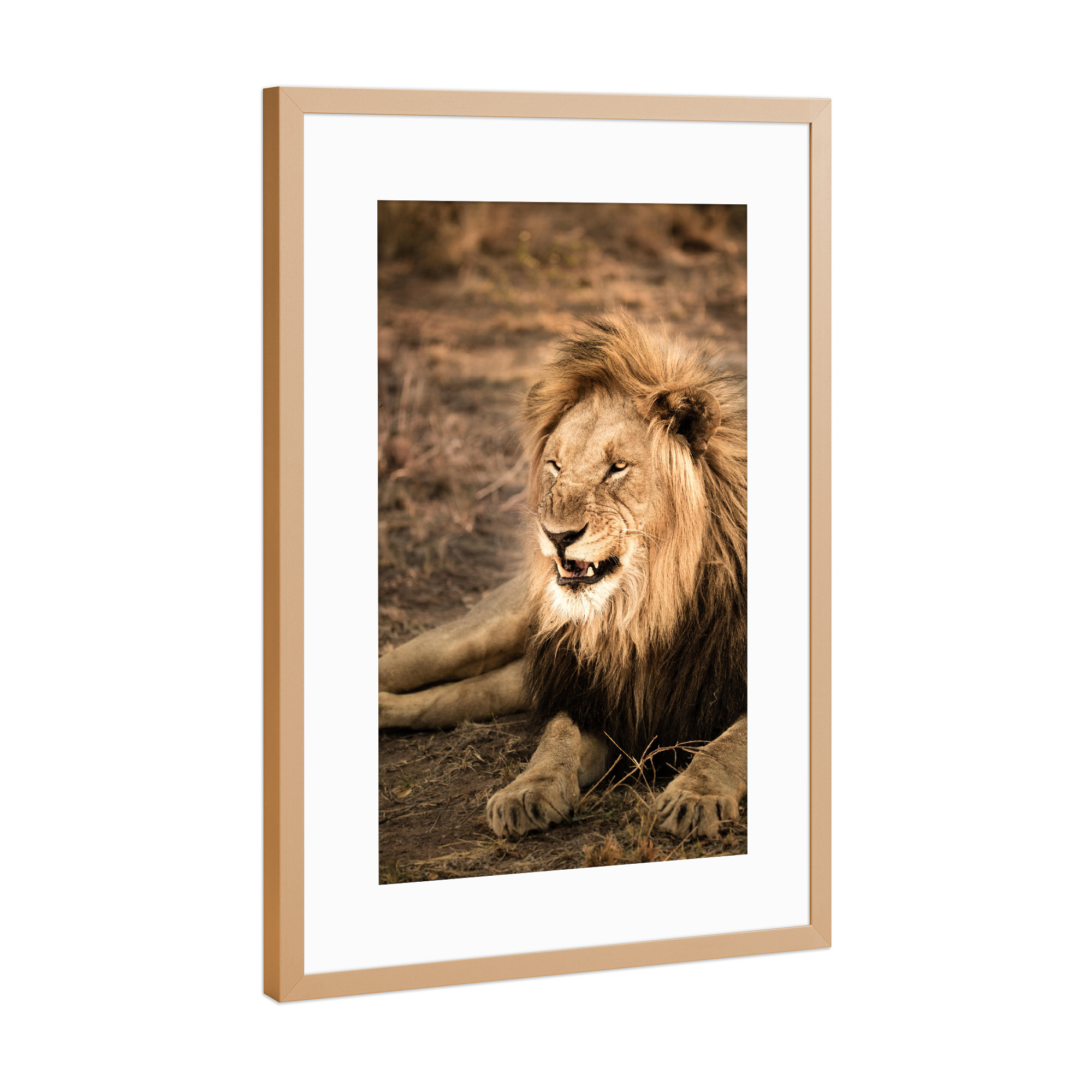 Poster mit Rahmen Kupfer "Grrrrr" artboxONE - Natur,Reise,Tiere,Reise / Afrika - Löwe,Lion,Afrika,Safari,Wildlife,Portrait
