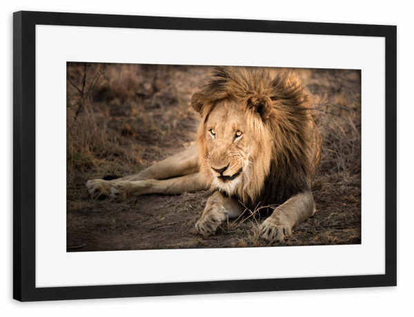 Poster mit Rahmen schwarz "Lion on jump" artboxONE - Natur,Reise,Reise / Afrika - Löwe,Lion,Afrika,Safari,Wildlife,Portrait