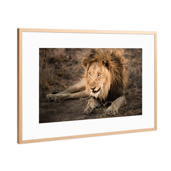 Poster mit Rahmen Kupfer "Lion on jump" artboxONE - Natur,Reise,Reise / Afrika - Löwe,Lion,Afrika,Safari,Wildlife,Portrait
