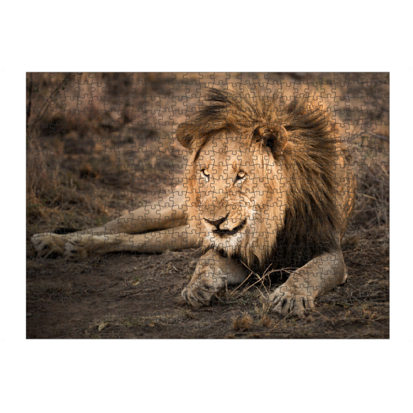 artboxONE Puzzle "Lion on jump" artboxONE - Natur,Reise,Reise / Afrika - Löwe,Lion,Afrika,Safari,Wildlife,Portrait - Bild Löwe