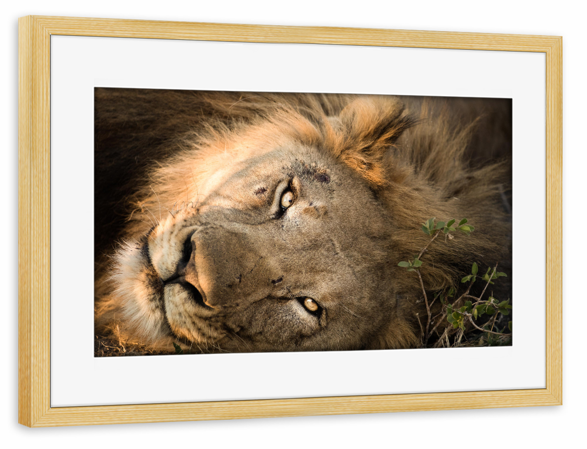 Poster mit Rahmen kiefer "Lion 3" artboxONE - Natur,Reise,Tiere,Reise / Afrika - Löwe,Löwe,Afrika,Safari,Tierwelt,Porträt