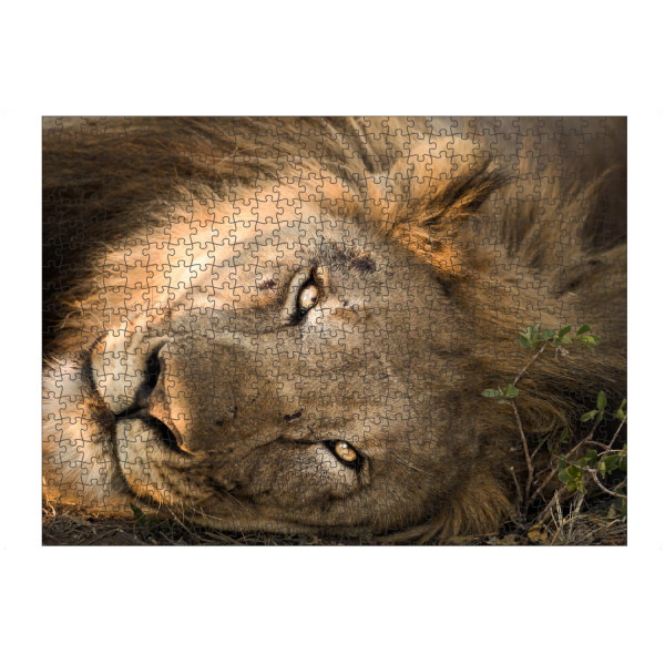 artboxONE Puzzle "Lion 3" artboxONE - Natur,Reise,Tiere,Reise / Afrika - Löwe,Löwe,Afrika,Safari,Tierwelt,Porträt - Bild Löwe