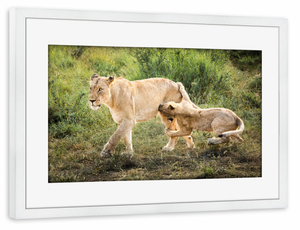 Poster mit Rahmen weiß "Mama warte!" artboxONE - Natur,Reise,Tiere,Reise / Afrika