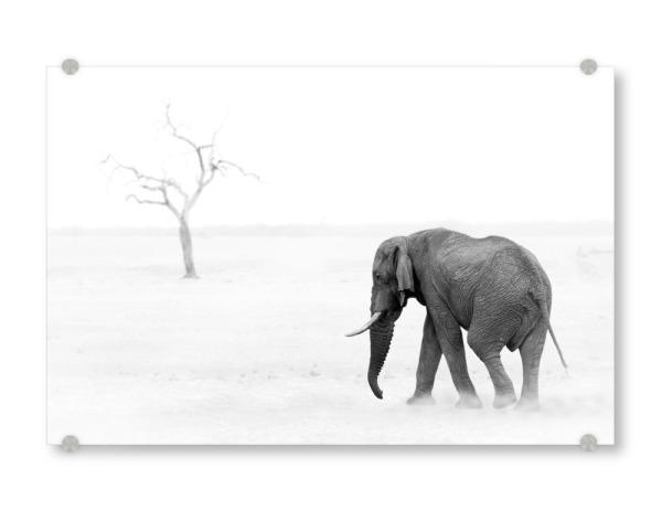 Acrylglasbild "Elefant b/w" artboxONE - Natur,Reise,Tiere,Schwarzweiß,Reise / Afrika - Elefant,Baum,Schwarz,Weiß,Bw,Afrika,Safari,Wildlife