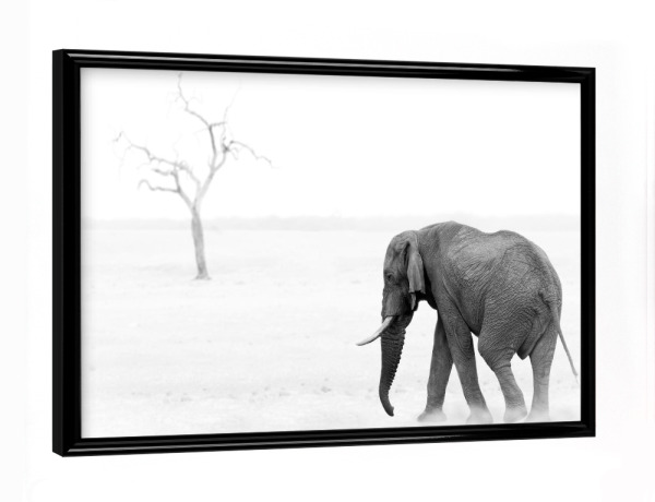 Poster mit schwarzem Rahmen "Elefant b/w" artboxONE - Natur,Reise,Tiere,Schwarzweiß,Reise / Afrika