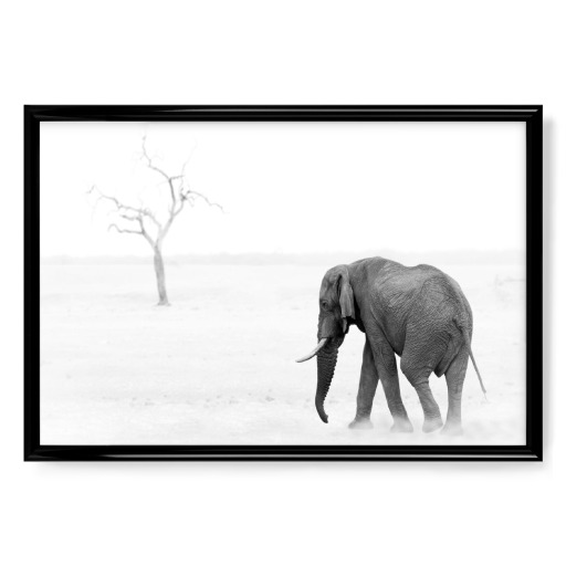 Elefant b/w