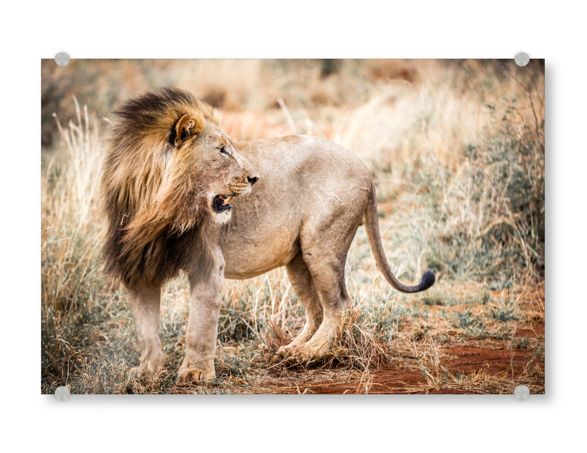Acrylglasbild "Lion Portrait 2" artboxONE - Natur,Reise,Tiere,Reise / Afrika - Löwe,Portrait,Safari,Wildlife,Afrika