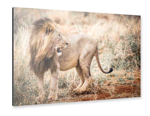 Alu-Dibond "Lion Portrait 2" 30x20 cm artboxONE