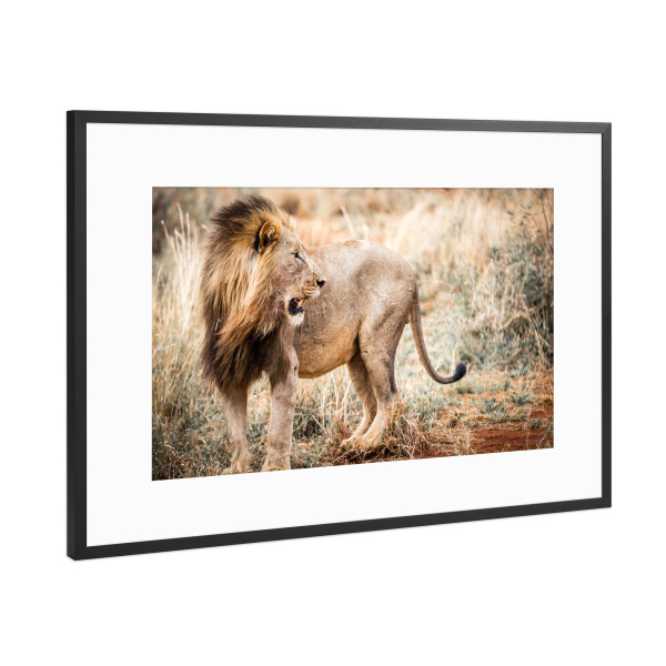 Poster mit Rahmen Schwarz (Metallic) "Lion Portrait 2" artboxONE - Natur,Reise,Tiere,Reise / Afrika - Löwe,Portrait,Safari,Wildlife,Afrika