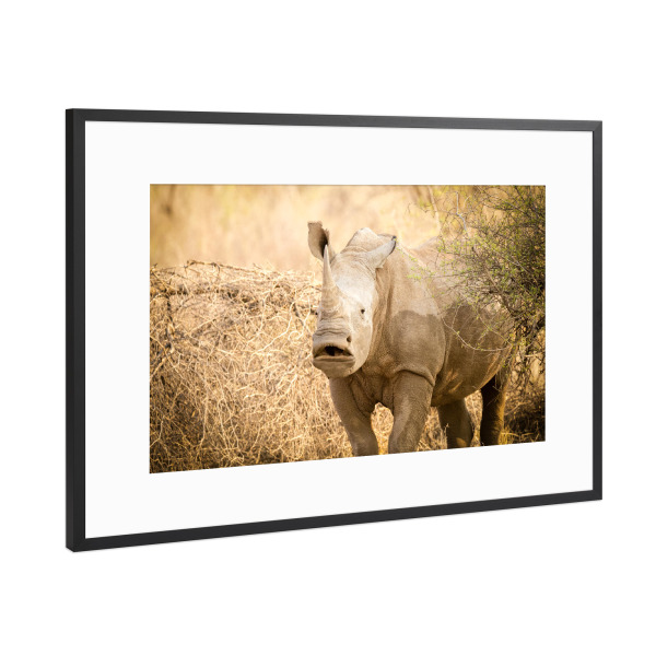 Poster mit Rahmen Schwarz (Metallic) "Hmm.. Rhino" artboxONE - Natur,Reise,Tiere,Reise / Afrika - Rhino,Nashorn,Safari,Afrika,Wildlife