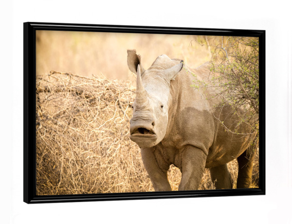 Poster mit schwarzem Rahmen "Hmm.. Rhino" artboxONE - Natur,Reise,Tiere,Reise / Afrika - Rhino,Nashorn,Safari,Afrika,Wildlife
