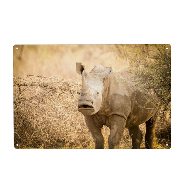 Holzbild "Hmm.. Rhino" artboxONE - Natur,Reise,Tiere,Reise / Afrika - Rhino,Nashorn,Safari,Afrika,Wildlife
