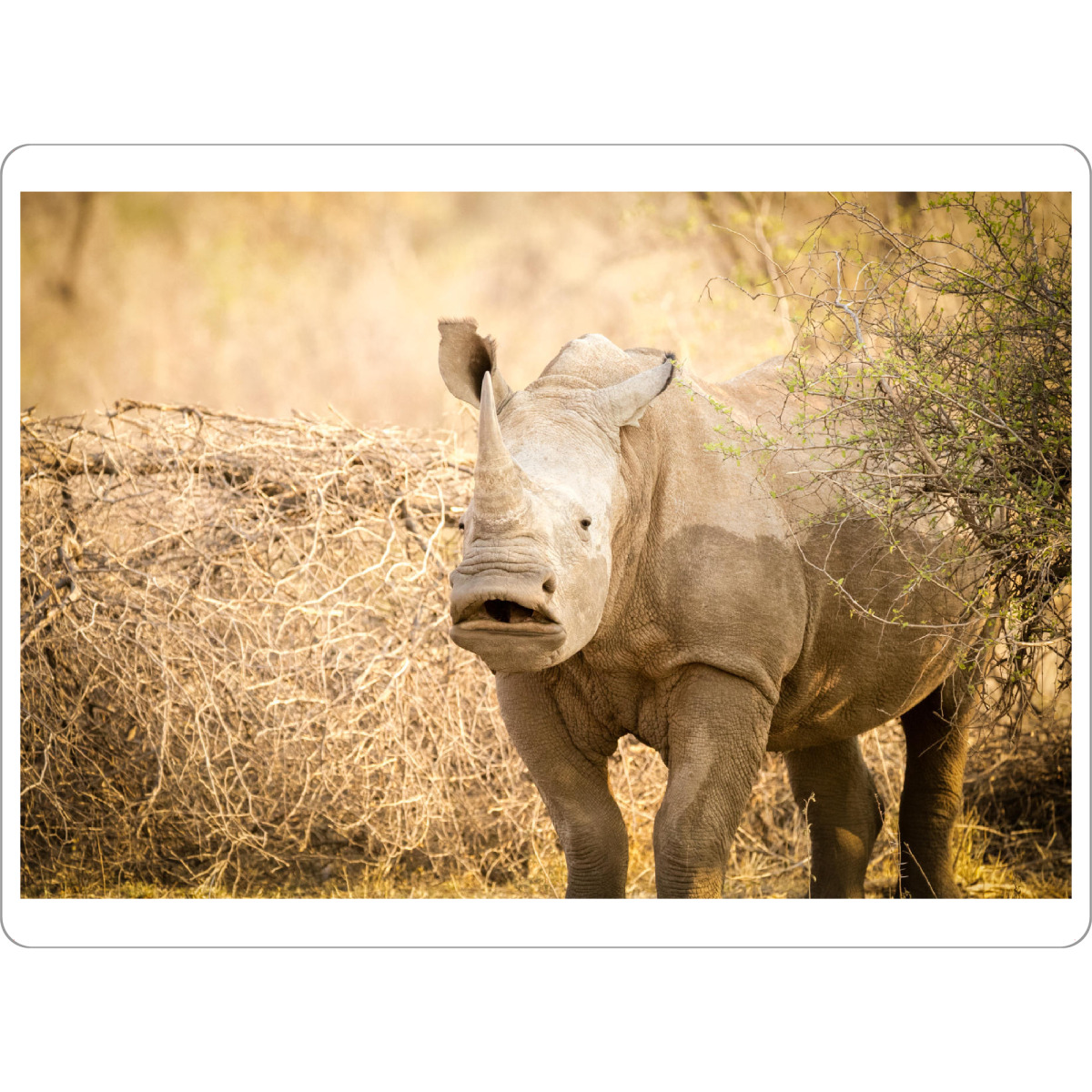 Tischset "Hmm.. Rhino" artboxONE - Natur,Reise,Tiere,Reise / Afrika - Rhino,Nashorn,Safari,Afrika,Wildlife - Bild Rhino