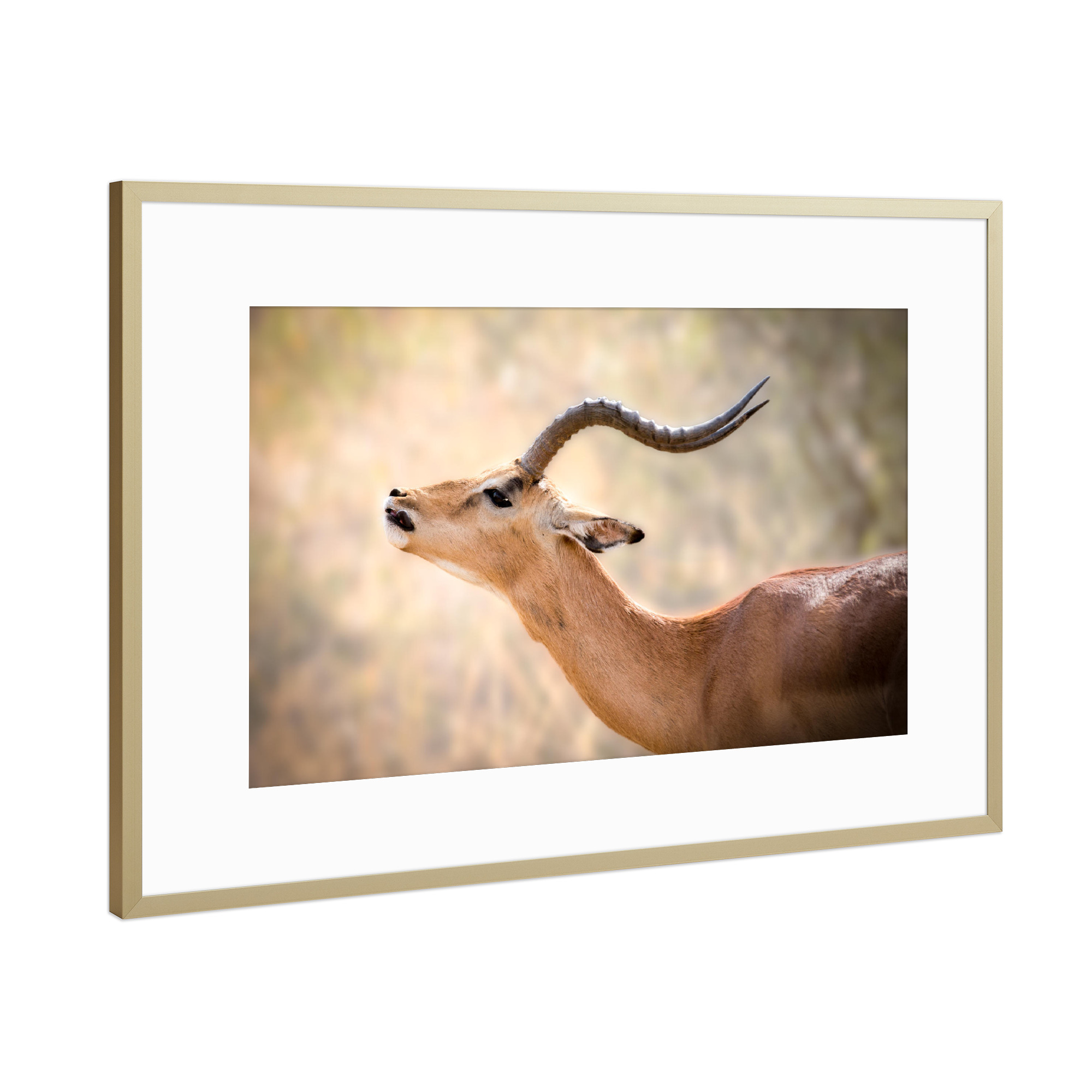 Poster mit Rahmen Gold "Impala" artboxONE - Natur,Reise,Tiere,Reise / Afrika - Antilope,Impala,Safari,Tierwelt,Afrika