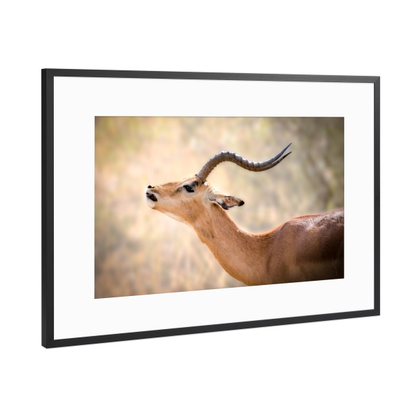 Poster mit Rahmen Schwarz (Metallic) "Impala" artboxONE - Natur,Reise,Tiere,Reise / Afrika - Antilope,Impala,Safari,Tierwelt,Afrika