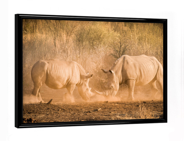 Poster mit schwarzem Rahmen "Rhino Kampf" artboxONE - Natur,Reise,Tiere,Reise / Afrika - Rhino,Nashorn,Kampf,Kämpfen,Safari,Wildlife,Afrika
