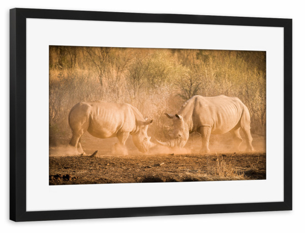 Poster mit Rahmen schwarz "Rhino Kampf" artboxONE - Natur,Reise,Tiere,Reise / Afrika - Rhino,Nashorn,Kampf,Kämpfen,Safari,Wildlife,Afrika