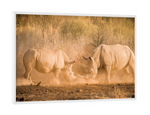 Poster mit weißem Rahmen "Rhino Kampf" artboxONE - Natur,Reise,Tiere,Reise / Afrika - Rhino,Nashorn,Kampf,Kämpfen,Safari,Wildlife,Afrika