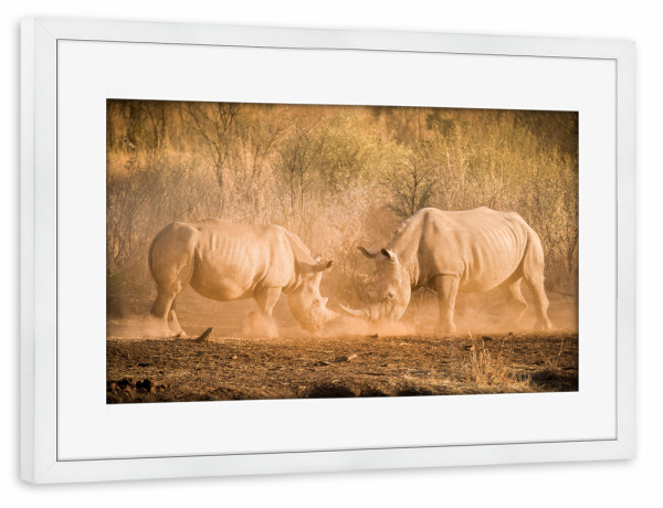 Poster mit Rahmen weiß "Rhino Kampf" artboxONE - Natur,Reise,Tiere,Reise / Afrika - Rhino,Nashorn,Kampf,Kämpfen,Safari,Wildlife,Afrika